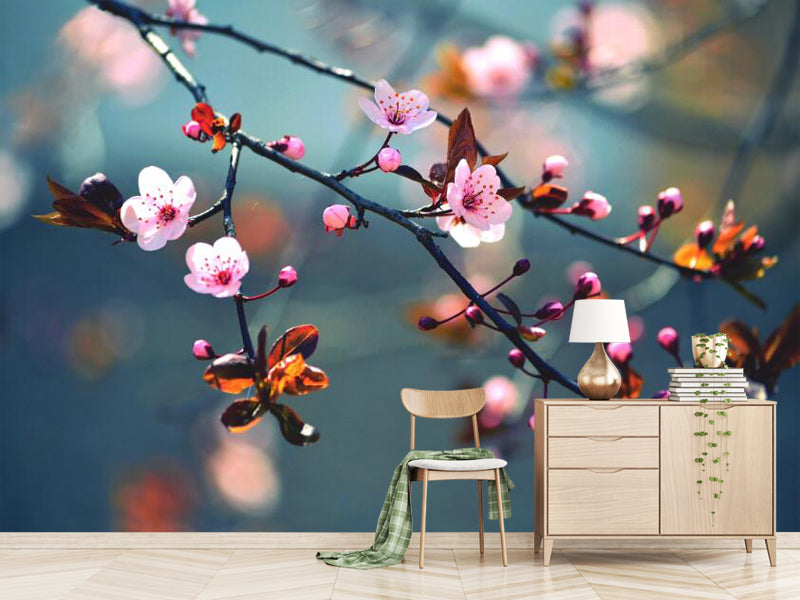 Blooming pink cherry blossoms, wallpaper murals