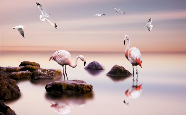 Wallpaper flamingos standing on rocks