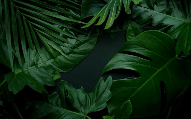 Wallpaper tropical plant leaves