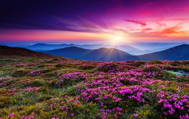 Wallpaper: The beautiful scenery of the flower sea in the mountains at sunrise or sunset