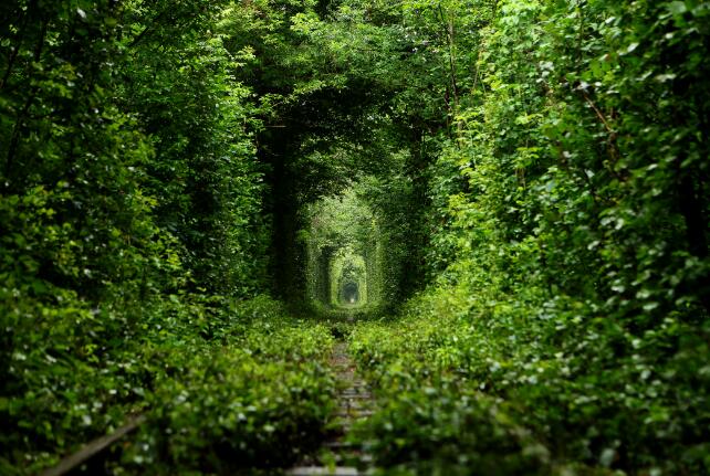 Wallpaper with green vines and leaves covering the tunnel