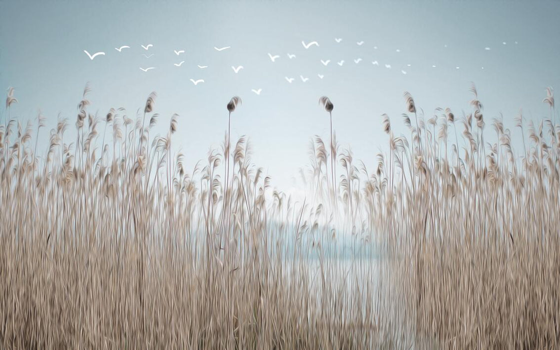 Wallpaper, reed marshes, white birds flying