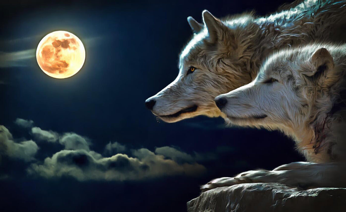 Wallpaper wolf silently gazes into the distance under the moonlight