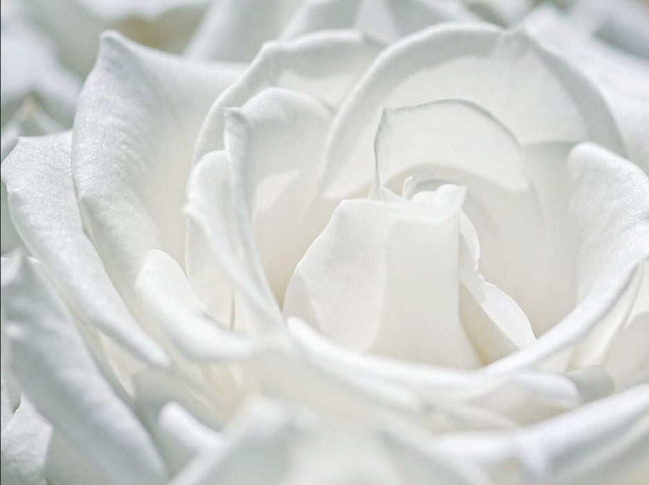 A white pure rose wallpaper mural