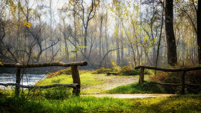 Tranquil autumn forest, wallpaper murals