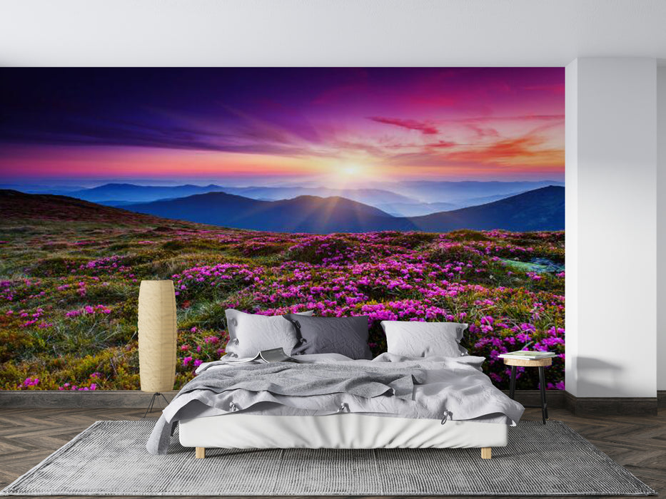 Wallpaper: The beautiful scenery of the flower sea in the mountains at sunrise or sunset