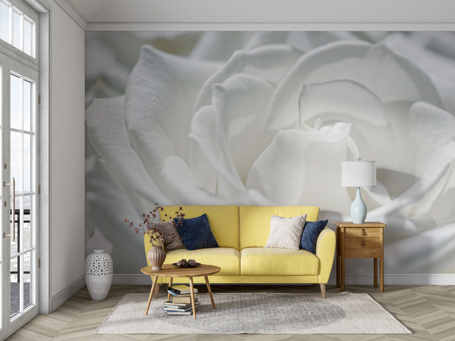 A white pure rose wallpaper mural